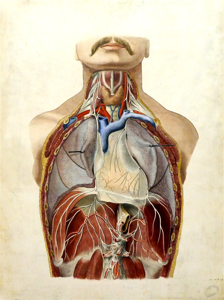 J. Wittmaack-Planche anatomique peinte (1) - Free Stock Illustrations ...