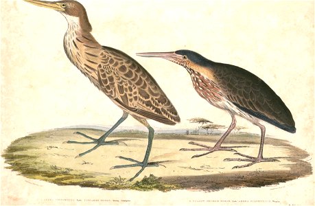 Ixobrychus sinensis Hardwicke