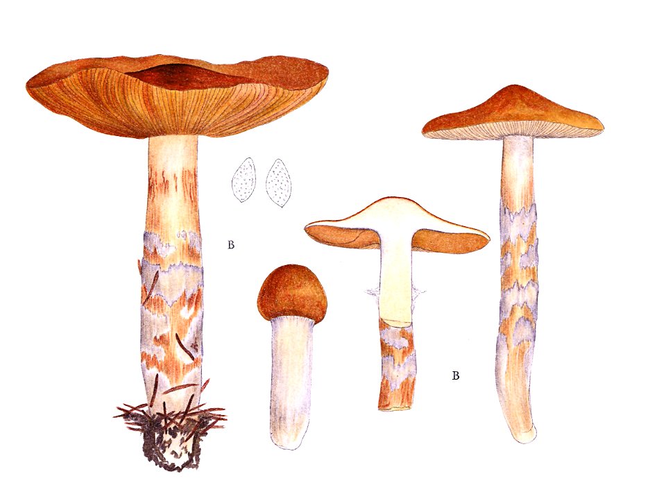 J.E. Lange- Flora agaricina Danica. Vol. 3- TAB.88C