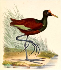 Jacana spinosa 1849. Free illustration for personal and commercial use.