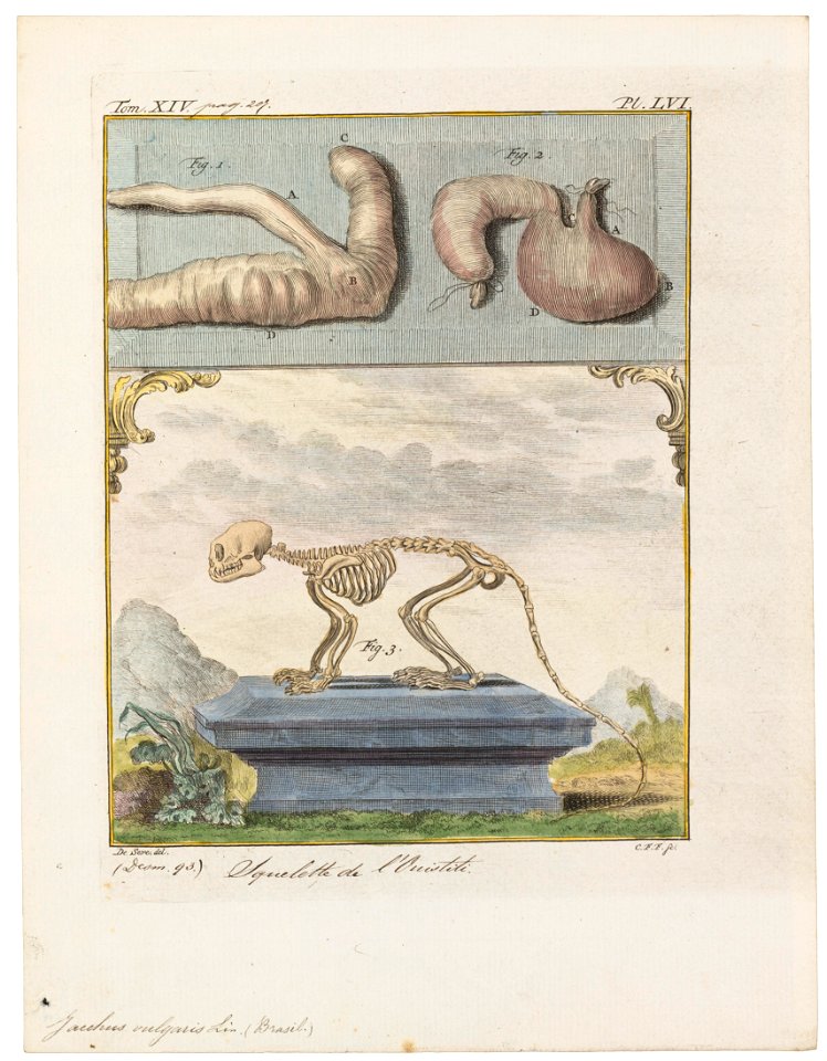 Jacchus vulgaris - anatomie en skelet - 1700-1880 - Print - Iconographia Zoologica - Special Collections University of Amsterdam - UBA01 IZ20200013