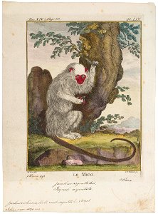 Jacchus melanura - 1700-1880 - Print - Iconographia Zoologica - Special Collections University of Amsterdam - UBA01 IZ20200079