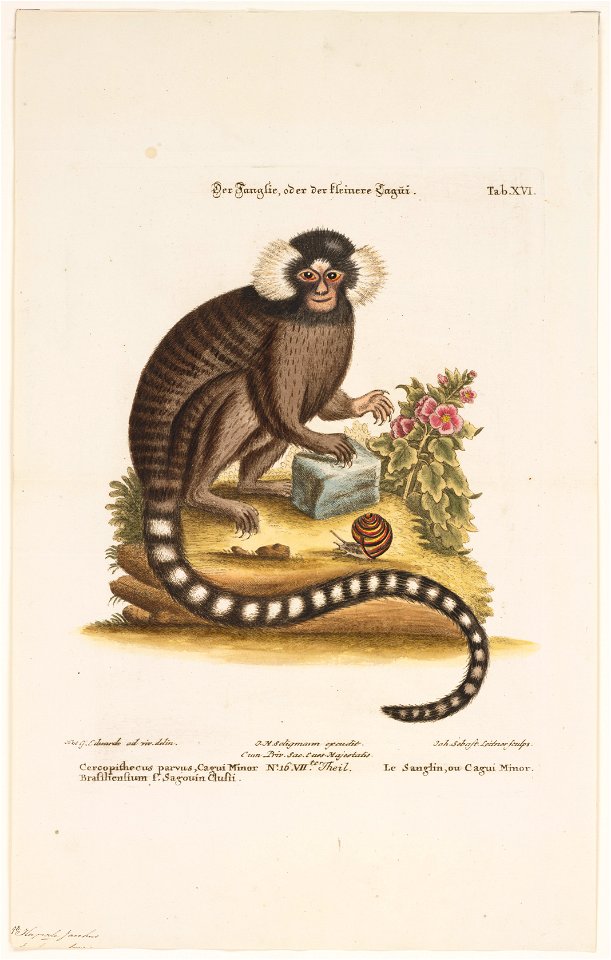 Jacchus vulgaris - 1700-1880 - Print - Iconographia Zoologica - Special Collections University of Amsterdam - UBA01 IZ20200019