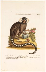 Jacchus vulgaris - 1700-1880 - Print - Iconographia Zoologica - Special Collections University of Amsterdam - UBA01 IZ20200019