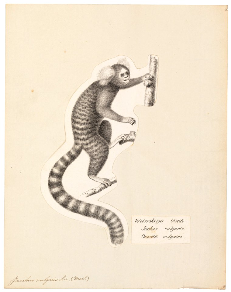Jacchus vulgaris - 1809-1845 - Print - Iconographia Zoologica - Special Collections University of Amsterdam - UBA01 IZ20200001