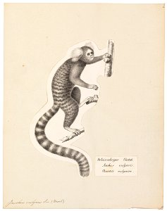 Jacchus vulgaris - 1809-1845 - Print - Iconographia Zoologica - Special Collections University of Amsterdam - UBA01 IZ20200001