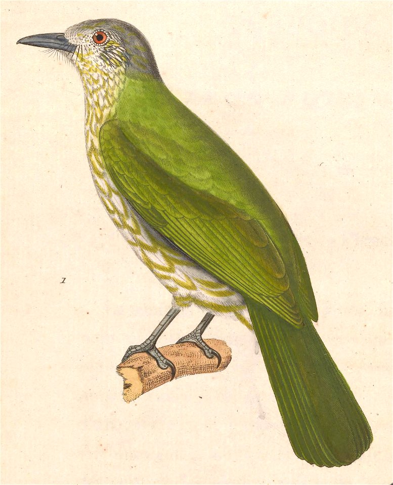 Ixos virescens 1838