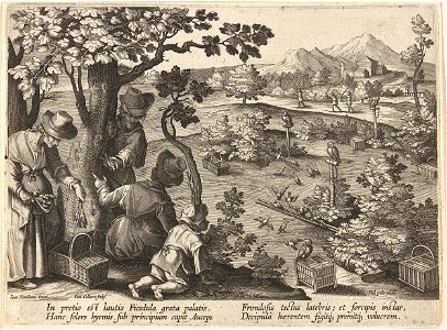 Jacht op vogels met lokuilen en vogellijm