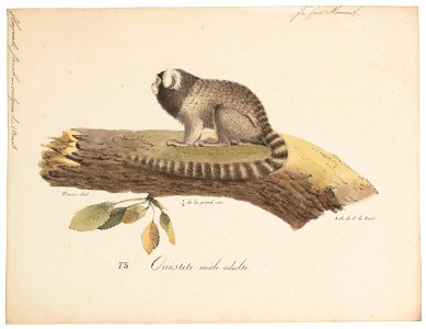 Jacchus vulgaris - 1818-1842 - Print - Iconographia Zoologica - Special Collections University of Amsterdam - UBA01 IZ20200009