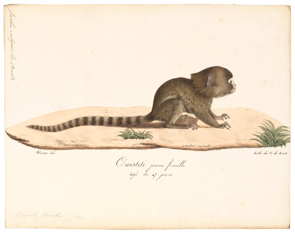 Jacchus vulgaris - 1818-1842 - Print - Iconographia Zoologica - Special Collections University of Amsterdam - UBA01 IZ20200005