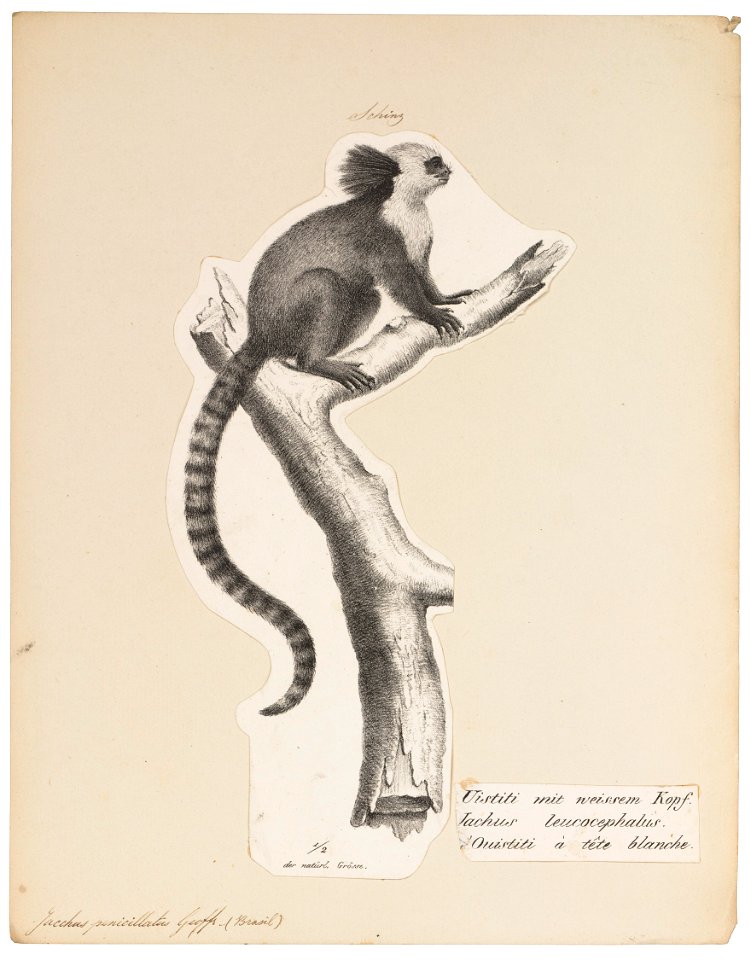Jacchus penicillatus - 1809-1845 - Print - Iconographia Zoologica - Special Collections University of Amsterdam - UBA01 IZ20200015