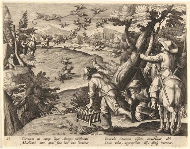 Jacht op kraaien en spreeuwen