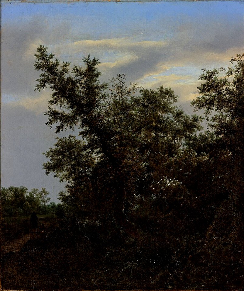 Jacob Isaacksz. van Ruisdael - Bosgezicht - 3193 (OK) - Museum Boijmans Van Beuningen