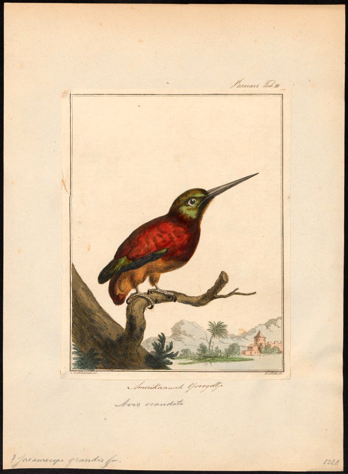 Jacamerops grandis - 1810-1819 - Print - Iconographia Zoologica - Special Collections University of Amsterdam - UBA01 IZ16800397
