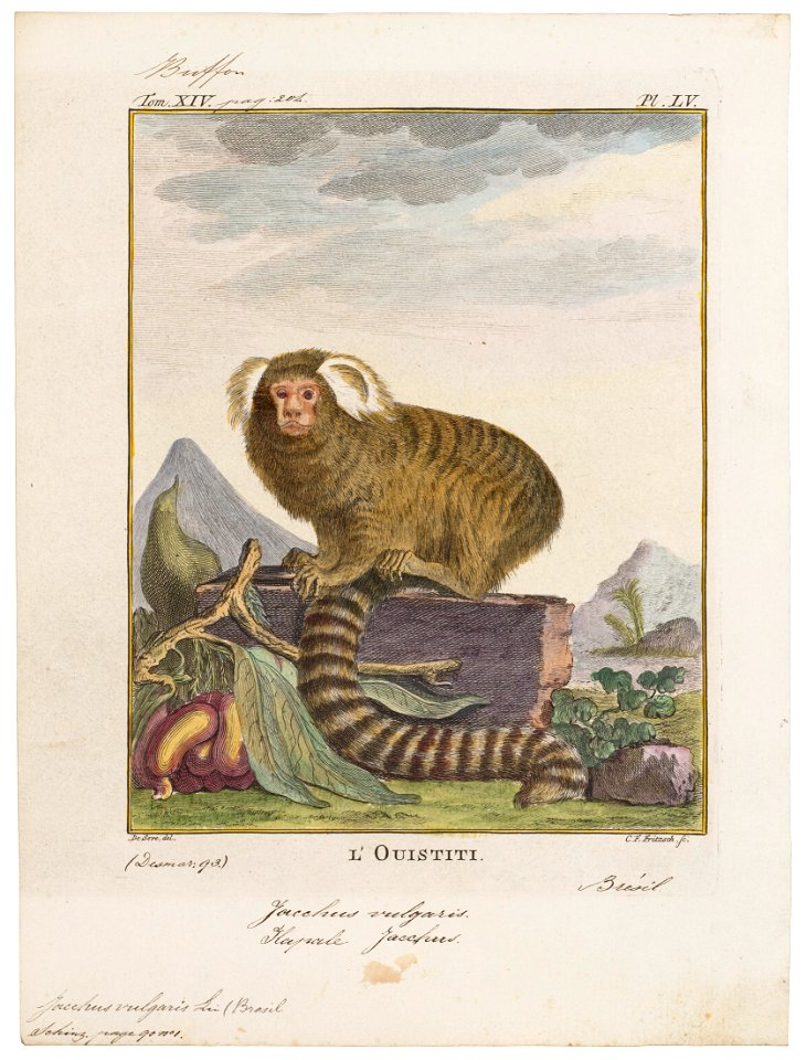 Jacchus vulgaris - 1700-1880 - Print - Iconographia Zoologica - Special Collections University of Amsterdam - UBA01 IZ20200011