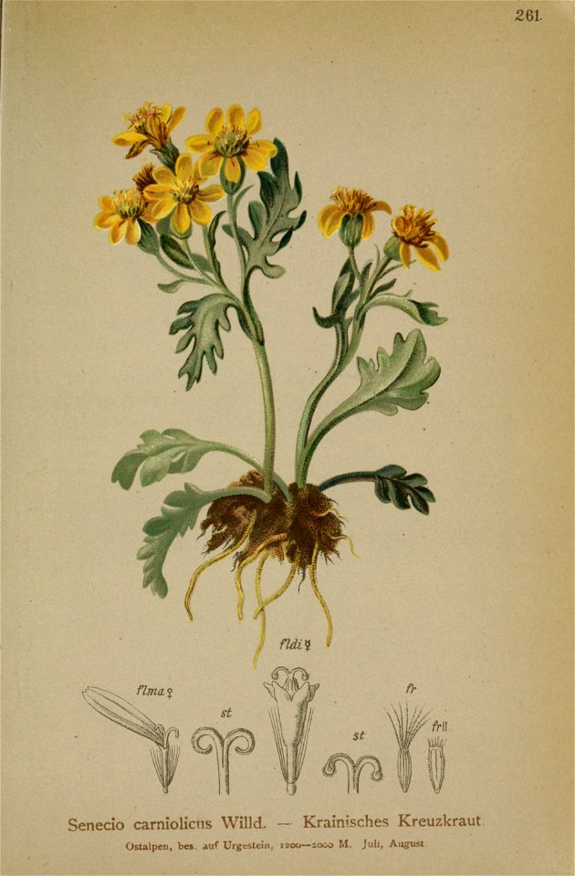 Jacobaea incana ssp carniolica
