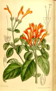 Jacobinia suberecta 136-8350