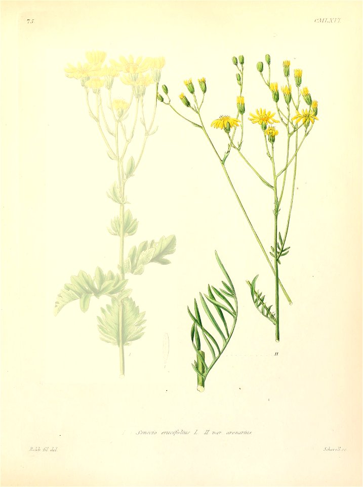 Jacobaea erucifolia ssp arenaria
