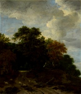 Jacob van Ruisdael - Forest Landscape - y1979-46 - Princeton University Art Museum