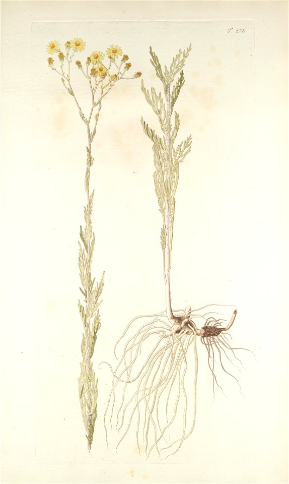 Jacobaea erucifolia ssp tenuifolia