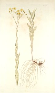 Jacobaea erucifolia ssp tenuifolia. Free illustration for personal and commercial use.