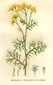 Jacobaea adonidifolia