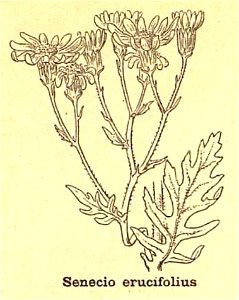 Jacobaea erucifolia ssp erucifolia. Free illustration for personal and commercial use.