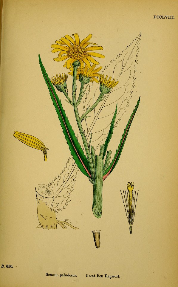 Jacobaea paludosa