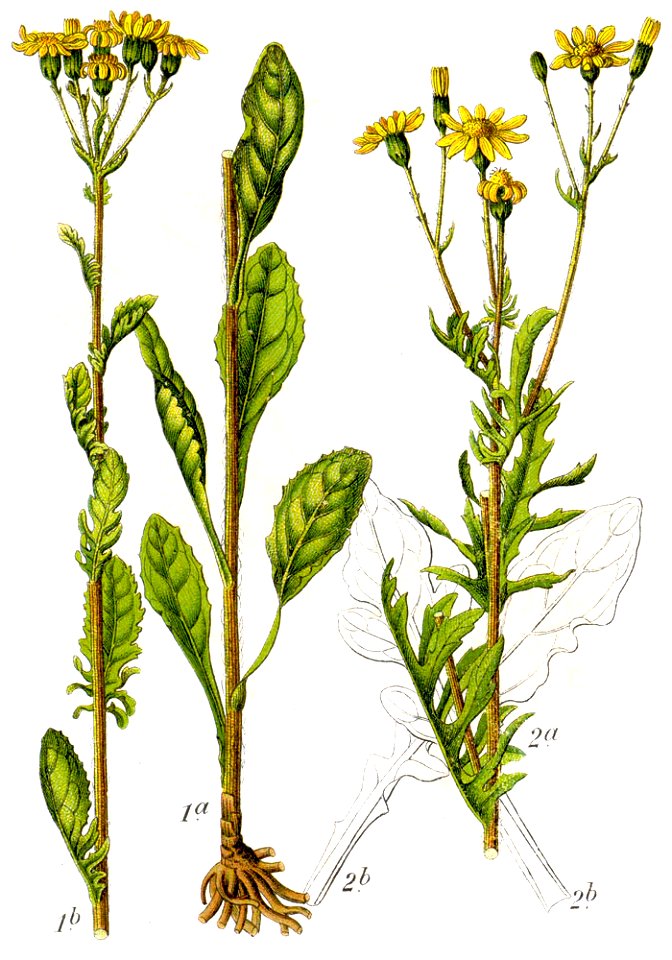Jacobaea aquatica Sturm62