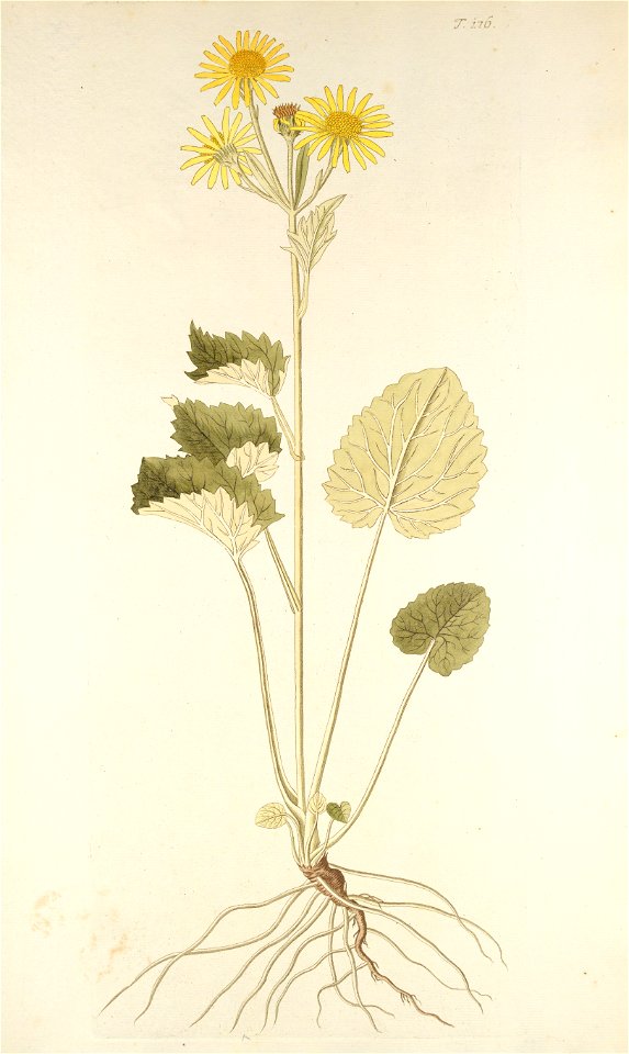 Jacobaea alpina