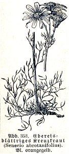 Jacobaea abrotanifolia ssp abrotanifolia. Free illustration for personal and commercial use.