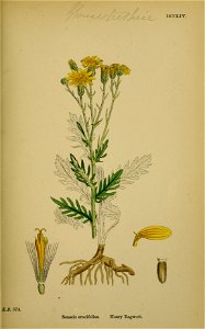 Jacobaea erucifolia