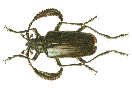 Jacobs65 Pseudoprionus bienerti