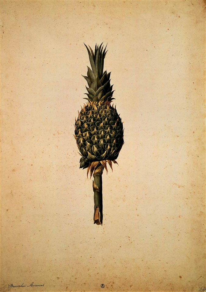 Jacopo Ligozzi - Pineapple (Bromelia ananas) - WGA13013