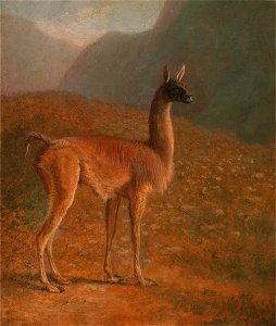 Jacques-Laurent Agasse - Guanaco - Google Art Project. Free illustration for personal and commercial use.