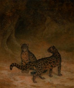 Jacques-Laurent Agasse - Clouded Leopards - Google Art Project. Free illustration for personal and commercial use.