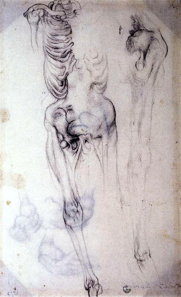 Jacopo Pontormo - Anatomical study - WGA18139