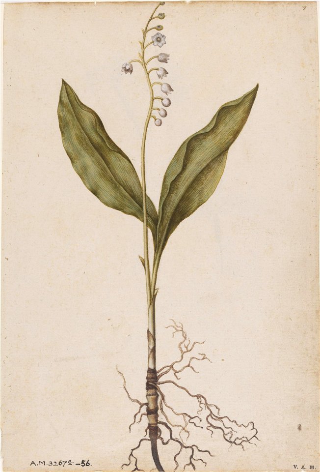 Jacques Le Moyne de Morgues. Lily of the valley