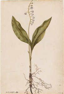 Jacques Le Moyne de Morgues. Lily of the valley