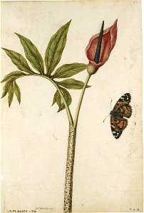 Jacques Le Moyne de Morgues. Arum and Small Tortoiseshell Butterfly
