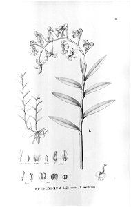 Jacquiniella globosa (as syn. Epidendrum globosum) - Epidendrum revolutum - Fl.Br.3-5-9