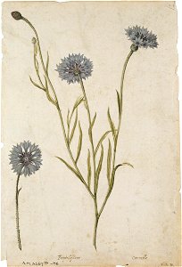 Jacques Le Moyne de Morgues. Cornflower