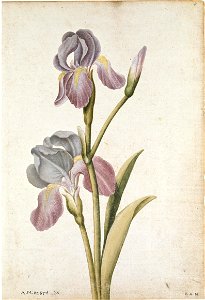 Jacques Le Moyne de Morgues. German Iris