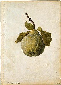 Jacques Le Moyne de Morgues. Quince