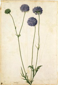 Jacques Le Moyne de Morgues. The field Scabious