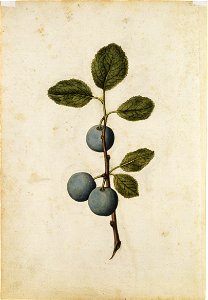 Jacques Le Moyne de Morgues. Branch of bullace, or wild plum