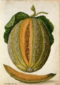 Jacques Le Moyne de Morgues. Melon
