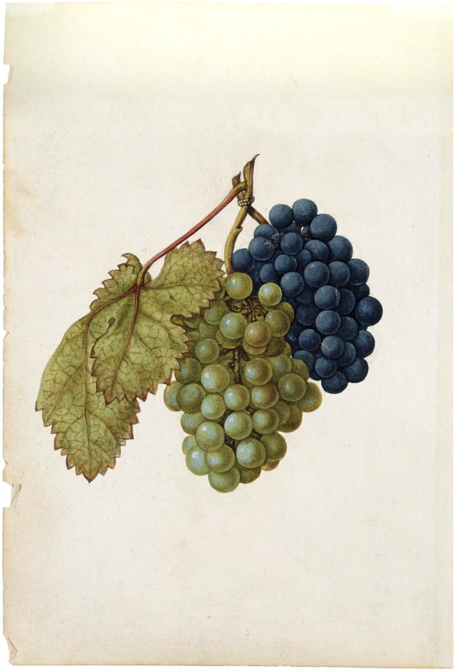 Jacques Le Moyne de Morgues. Vitis vinifera