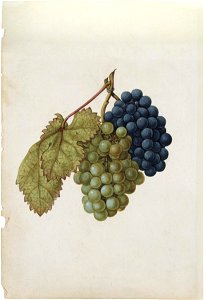 Jacques Le Moyne de Morgues. Vitis vinifera