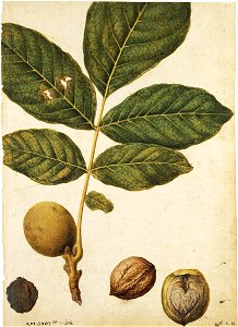 Jacques Le Moyne de Morgues. Walnut